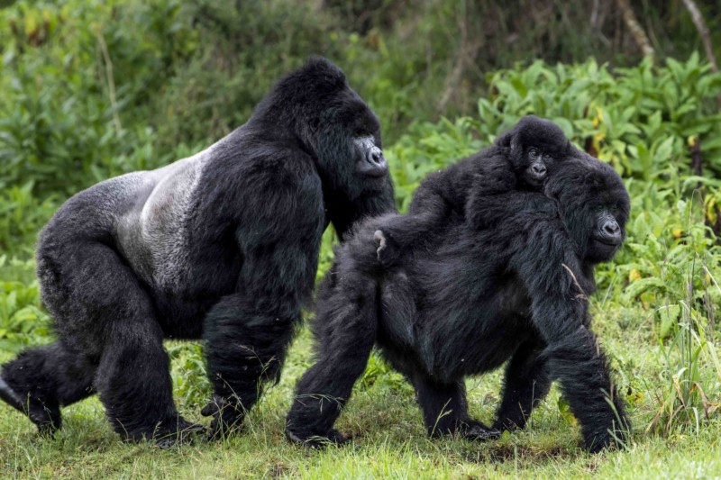 Uganda Luxury Gorilla Trekking Experience