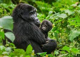 3 Day Luxury Gorilla Trekking Experience
